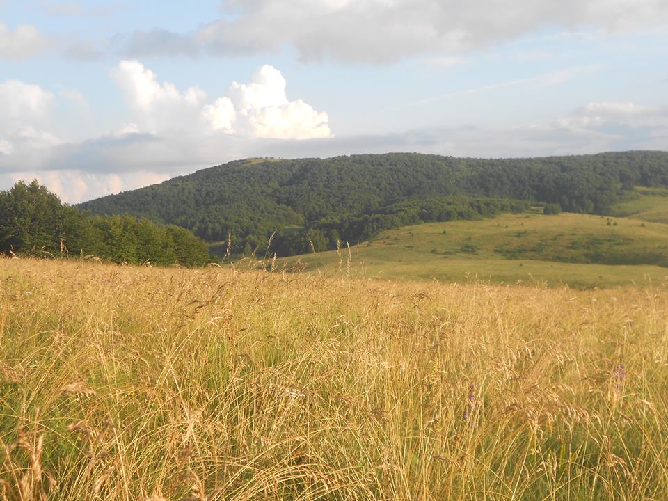 Поглед с Крижа на Демировац и шуму у којој се догодио сусрет са муџахединима